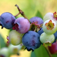 Vaccinium corymbosum 'Liberty'