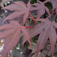Acer palmatum
