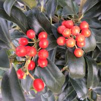 Ilex 'Cherry Bomb'