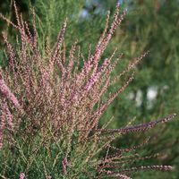 Tamarix ramosissima 'Pink Cascade'