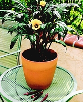 Abelmoschus esculentus 'Little Lucy'