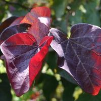 Cercis canadensis 'Ruby Falls'