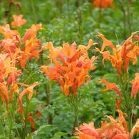 Tecomaria capensis