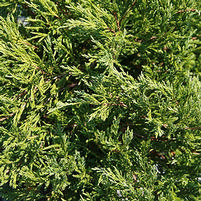 hughes juniper