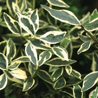 Abelia x grandiflora 'Panache'