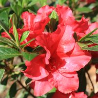 Rhododendron X 'RLH1-1P2'