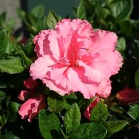 Rhododendron X 'RLH1-2P8'