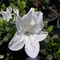 Rhododendron X 'RLH1-3P3'