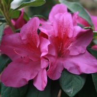 Rhododendron X 'RLH1-4P19'