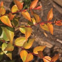 Abelia x grandiflora 'Rika1'