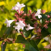 Abelia grandiflora 'Keiser'