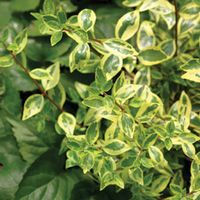 Abelia x grandiflora 'Minipan'