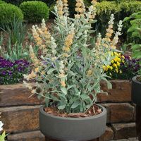 Buddleia 'Orange Sceptre'