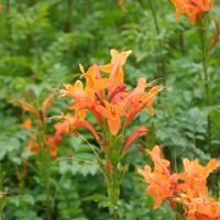 Tecomaria capensis