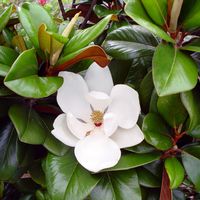 Magnolia grandifolor 'Southern Charm'