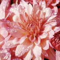 Chrysanthemum 'Zesty Yovictoria'