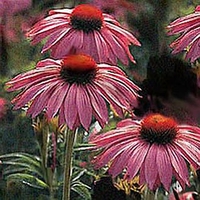 Echinacea purpurea 'Primadonna(R) Deep Rose'