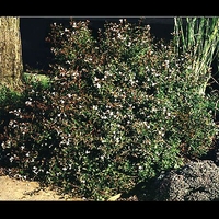 Abelia X grandiflora 'Compacta'