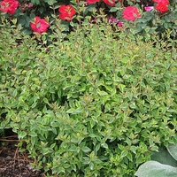 Abelia X grandiflora 'Goldenglossy'
