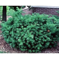 Taxus X media 'Densiformis'