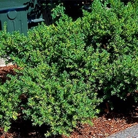 Taxus X media 'Runyan'