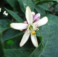 Citrus limon 'Meyer'