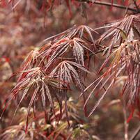 Acer palmatum dissectum 'Tamukeyama'