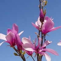 Magnolia X 'Betty'