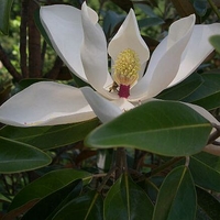 Magnolia grandiflora 'TMGH'