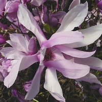 Magnolia X 'Jane'