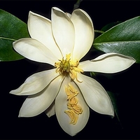 Magnolia virginiana
