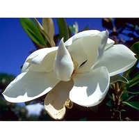 Magnolia grandiflora 'Edith Bogue'