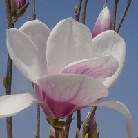 Magnolia X soulangiana