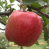 Malus 'Jonathon'