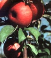 Malus 'Haralson'