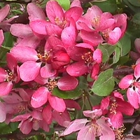 Malus 'Indian Magic'