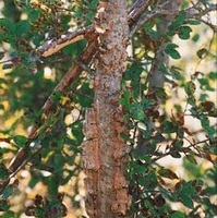 Ulmus crassifolia