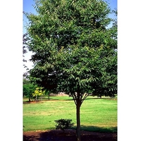 Zelkova+serrata+musashino