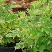 Artemisia vulgaris 'Janlim'
