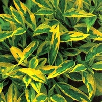 Forsythia X intermedia 'Golden Times'