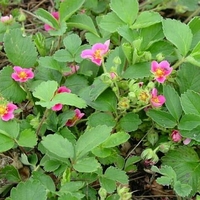 Fragaria 'Red Ruby'