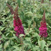 Buddleia x 'Miss Molly'