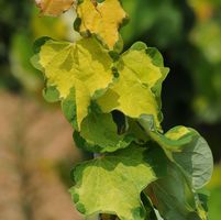Cercis canadensis 'JN 3'