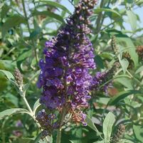 Buddleia davidii 'Asian Moon'