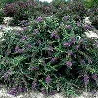 Buddleia 'Purple Haze'