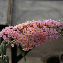 Buddleia ' Podaras #5'