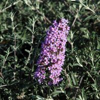 Buddleia 'Podaras #11'