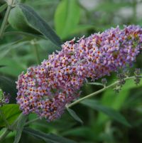Buddleia 'Podaras #4'