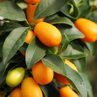 Fortunella crassifolia 'Meiwa'