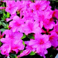 Rhododendron Hybrid 'Conlet'